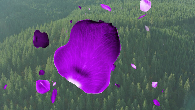 Rose Petals 2 Styles Horizontal Transitions 2 MOGRT 442