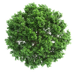 Fototapeta premium green tree isolated on white