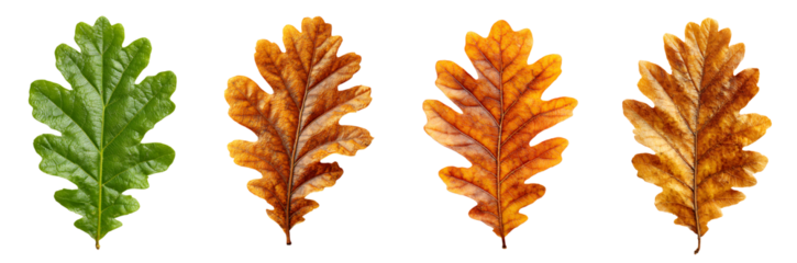 Oak Leaf in Autumn Colors, Seasonal Change, Transparent Background, PNG set