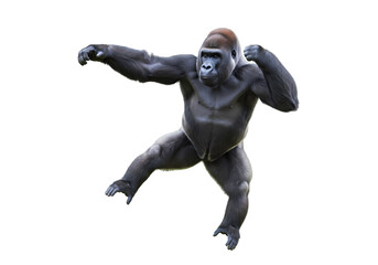 Powerful Gorilla:  A Striking Pose of a Western Lowland Gorilla on white background