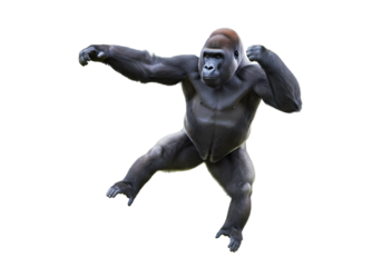 Powerful Gorilla:  A Striking Pose of a Western Lowland Gorilla on white background