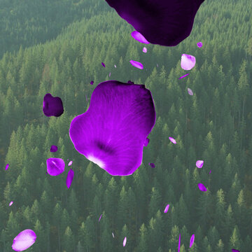 Rose Petals 2 Styles Square Transitions 2 MOGRT 444