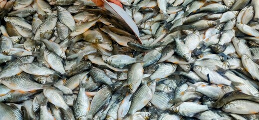 A large, overflowing bin filled with a variety of small, freshly caught fish, gleaming with scales,...