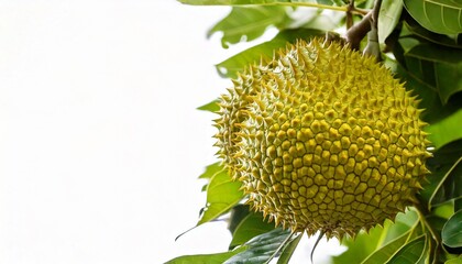Artocarpus lanceifolius fruit on a tree. using macro technique. white background. copy space 