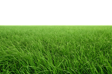 Obraz premium Lush green grass field isolated on a white background png