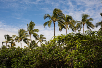 Fototapeta premium palm trees and blue sky