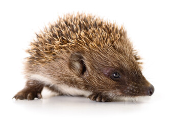 Hedgehog on white.