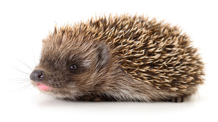 Hedgehog on white.