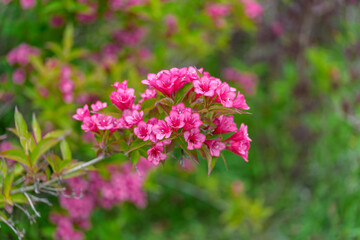 Close-up of red Weigela (Weigela 'Eva Rathke') flowers blooming in spring