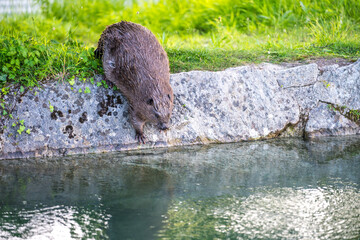 Biber am Almkanal