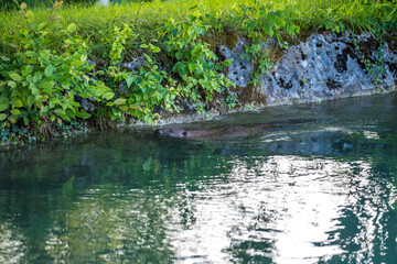 Biber am Almkanal schwimmend
