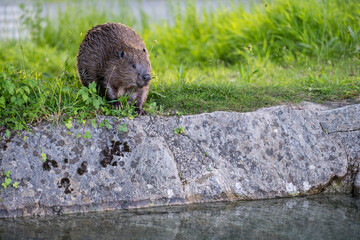 Biber am Almkanal