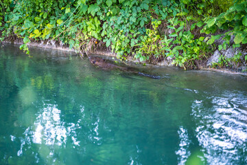 Biber am Almkanal schwimmend