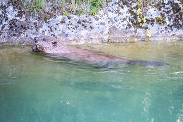 Biber am Almkanal schwimmend