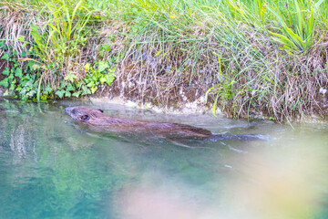 Biber am Almkanal schwimmend