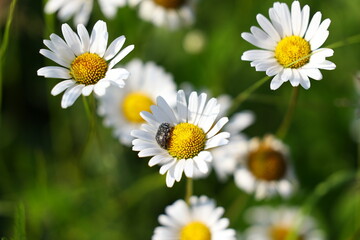 Close-up of a blooming daisy with a thick black beetle on its yellow center, blurred grass and...