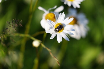 Close-up of daisy flower with two black beetles on yellow center, blurred green grass and daisies in background