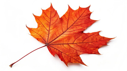 Fototapeta premium Vibrant Red and Orange Maple Leaf PNG Image for Autumn Designs