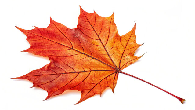 Vibrant Red and Orange Maple Leaf Autumn PNG Image