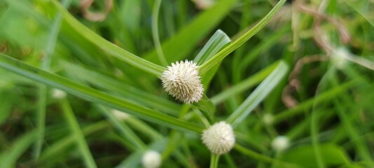 Macro shot of round white wild grass flower head surrounded by green grass leaves, capturing the...