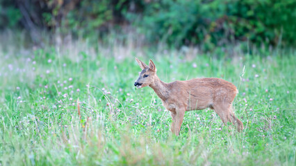 Young male Roe deer eating Red Clovers in a field near a hedgerow. Capreolus capreolus, Trifolium pratense, Touraine, Indre et Loire 37, région Centre Val de Loire, France, European Union, Europe