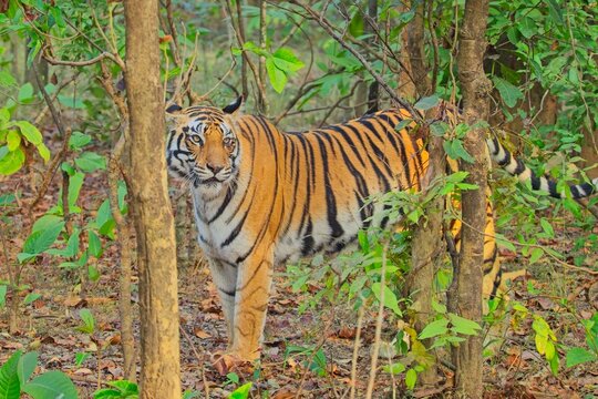 A Tigress standing alert