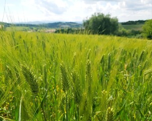 Green ears of wheat in the field, close-up. Rural landscape