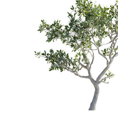 Obraz premium tree isolated on white background