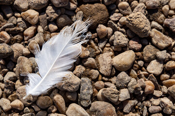 White feather lying on gravel stones in sunlight