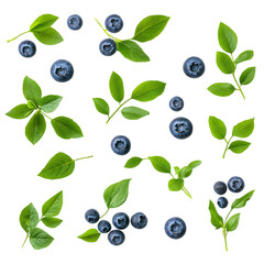 Fresh blueberries and green leaves arranged on a white background featuring botanical elements for health and nutrition concepts