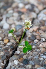 Life finds a way: a plant sprouts through the dense rocky surface, a reminder of the power of nature and the importance of protecting the environment.