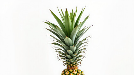 Fototapeta premium Canary island palm or pineapple palm isolated on white background