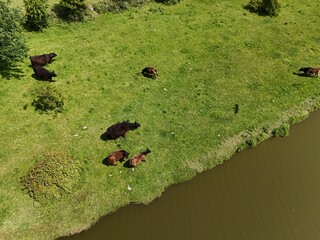 Scottish Highland cattle by a river - aerial view
