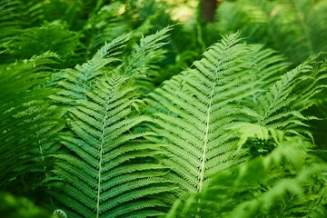 Common Ostrich plant, a perennial fern in the garden, close-up. Summer time of the year