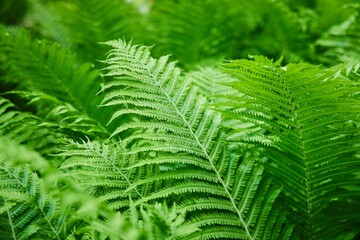 Common Ostrich plant, a perennial fern in the garden, close-up. Summer time of the year