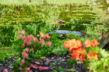 A small pond with a duck. Summer time of the year