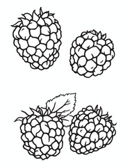 fresh raspberries .eps