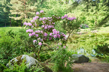 Rhododendron katevbinsky plant in the garden, close-up. Summer time of the year