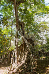 Cambodia Angkor, Travel