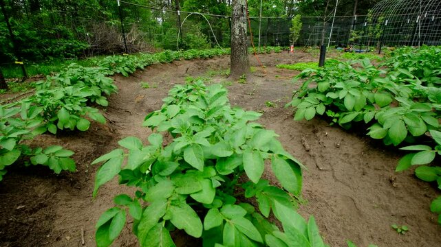 Gliding camera backward above row of healthy growing young potatoes in large mounds of soil rich in sand