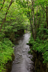 北海道苫小牧市、新緑に包まれた樽前ガロー【6月】