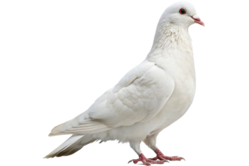 Dove – Peaceful White Bird Isolated on Transparent Background