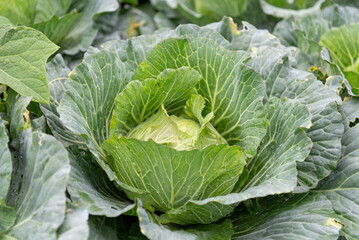 Cabbage garden with organic vegetables