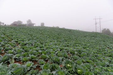 Cabbage garden with organic vegetables