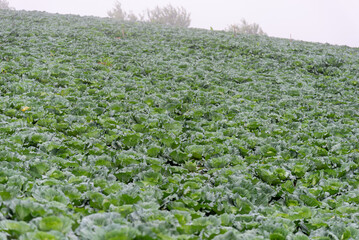 Cabbage garden with organic vegetables