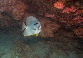 Batfish swimming on Ningaloo Reef, Western Australia