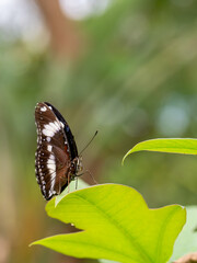 Great Eggfly Butterfly Resting Gracefully on Fresh Green Leaves