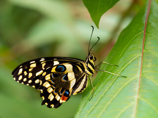 Vibrant Close-Up of a Lime Swallowtail Butterfly on a Leaf