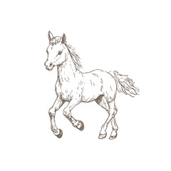 Vector hand-drawn pony sketch in black ink, cute horse in western rodeo style. Isolated on white.