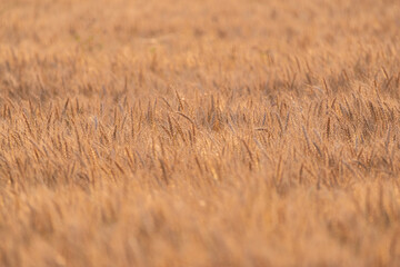 陽に照らされて輝く麦畑	